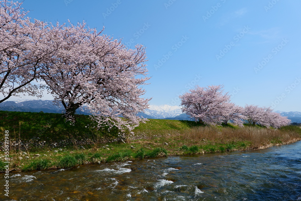 舟川べり桜並木。朝日、富山、日本。4月中旬。