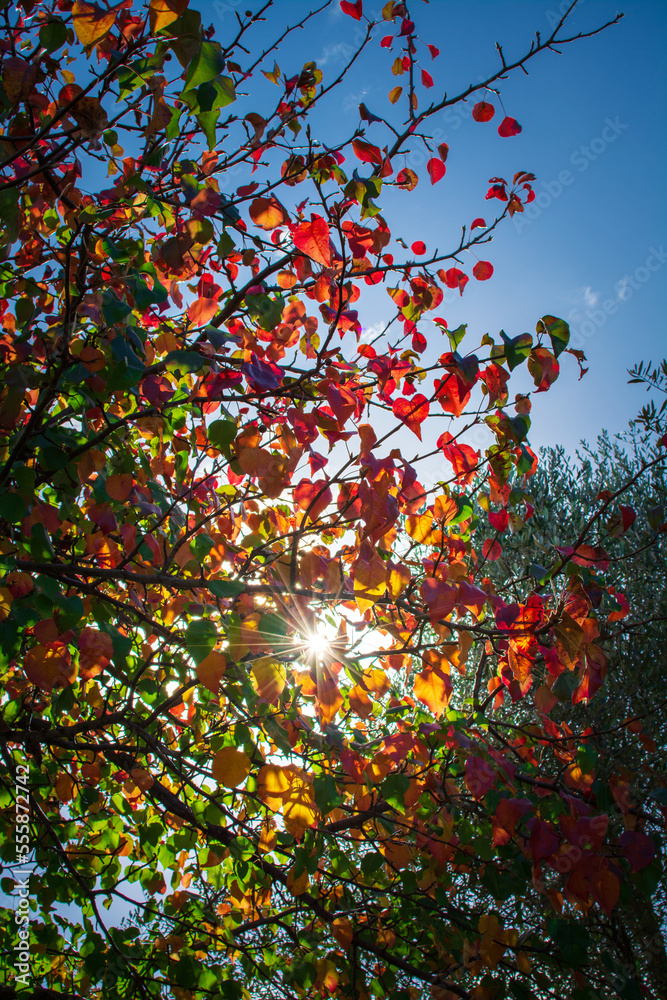 Sunlight breaking through colourful autumn foliage against blue sky. Wallpaper abstract natural background