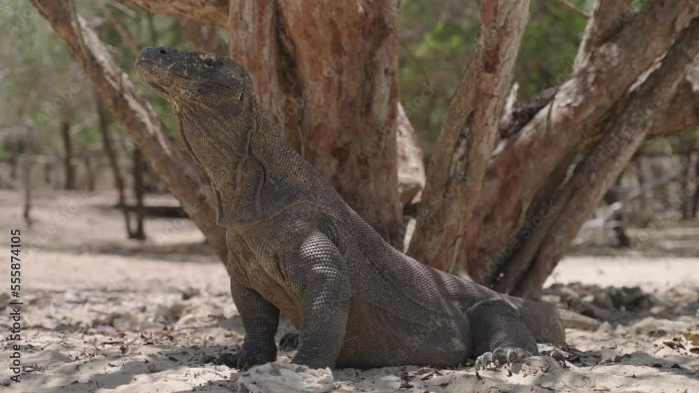 Full side view of still large Komodo dragon in sand by tree, slow pan Full side view of still large Komodo dragon in sand by tree, slow pan