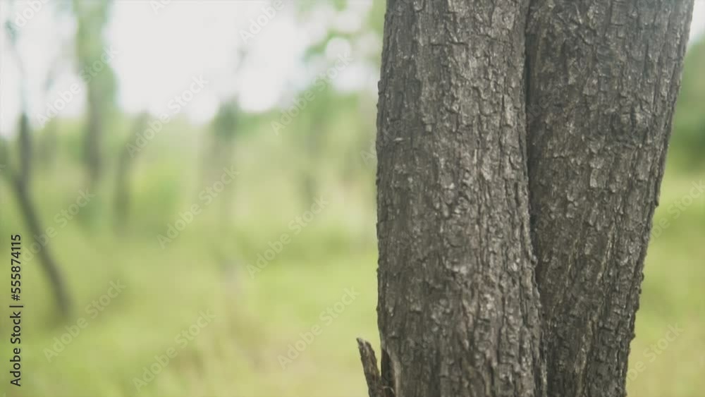 A close up shot of the bark and twisted trunk of a tree tilting up to reveal the sunrays beaming through the vibrant tree top canopy, India A close up shot of the bark and twisted trunk of a tree tilting up to reveal the sunrays beaming through the vibrant tree top canopy, India