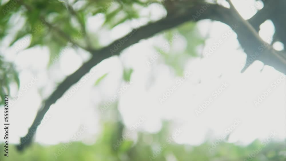 A close up pan shot of a tree branch illuminated by the bright golden sun rays on a hot summer’s day 