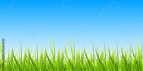 Realistic sunrise over a field of grass. Natural panoramic with blue sky and grassy meadow. Vector illustration