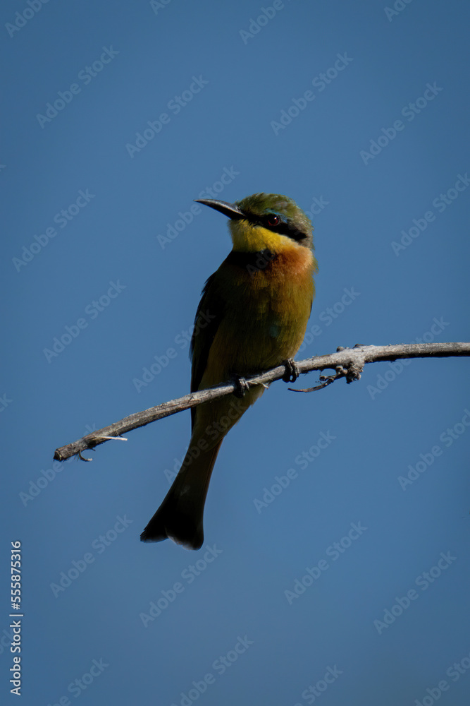 Fototapeta premium Little bee-eater with catchlight stares at camera