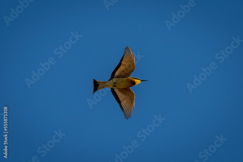 Little bee-eater flying overhead with wings spread