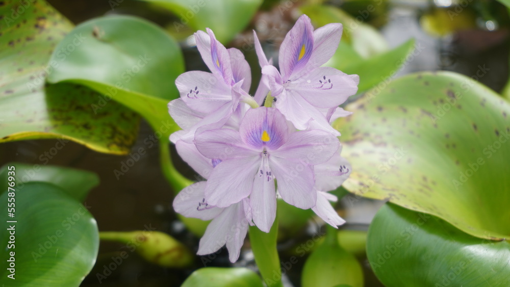 purple water hyacinth flower in pond with greenery on fountain background. parks and gardens purple water hyacinth flower in pond with greenery on fountain background. parks and gardens