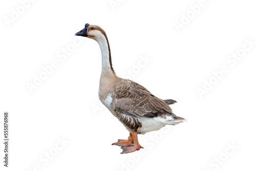 Duck standing isolated on transparent background.