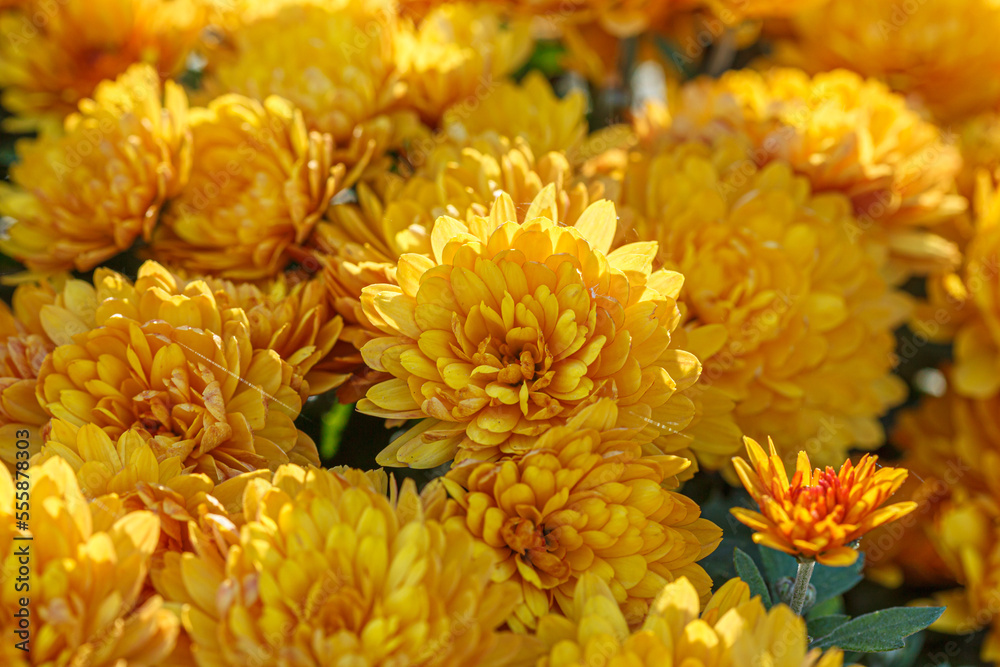 beautiful bushes of yellow chrysanthemum flowers beautiful bushes of yellow chrysanthemum flowers