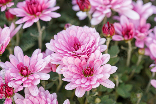 beautiful chrysanthemum flower bushes pink colors