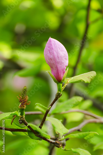 Magnolia flower bud