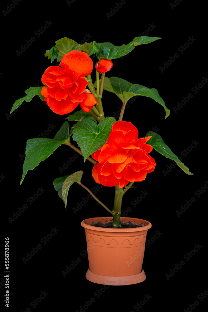 Gorgeous tuberous begonia flower, isolate on black background. Floriculture, hobby, home and garden flowers.