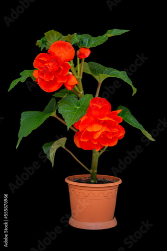 Gorgeous tuberous begonia flower, isolate on black background. Floriculture, hobby, home and garden flowers.