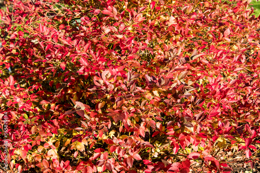 Vaccinium caesariense or New Jersey blueberry Vaccinium caesariense or New Jersey blueberry