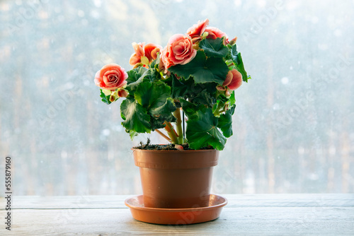 Blooming begonia elatior of the Borias variety. Floriculture, hobby, green home.