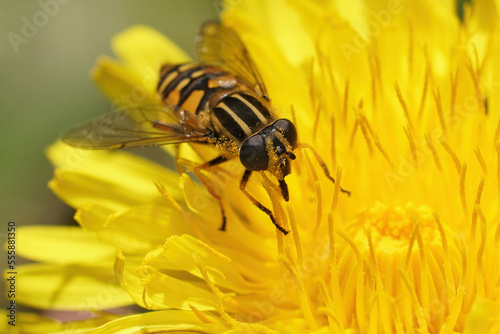 Closeup on the footballer hoverfly, Helophilus pendulus on a yellow dandelion flower in the garden