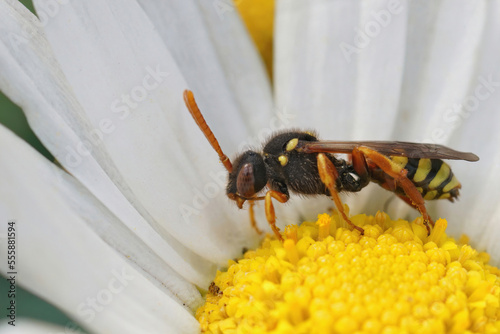 Closeup on a cleptoparasitic painted nomad bee, Nomada fucata on a white, yellow common daisy flower