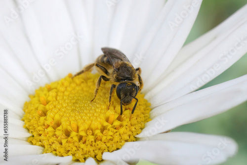 Closeup on a small furrow bee, Lasioglossum calceatum drinking nectar from a common daisy flower, Bellis perennis