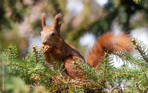 Red squirrel, Sciurus vulgaris. A squirrel sits on a branch of a fir tree © Юрій Балагула
