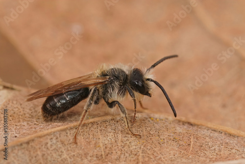 Closeup on a worn and decolored male of the Orange tailed mining bee, Andrena haemorrhoa