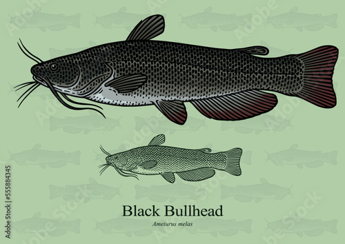 Black Bullhead. Vector illustration with refined details and optimized stroke that allows the image to be used in small sizes (in packaging design, decoration, educational graphics, etc.)