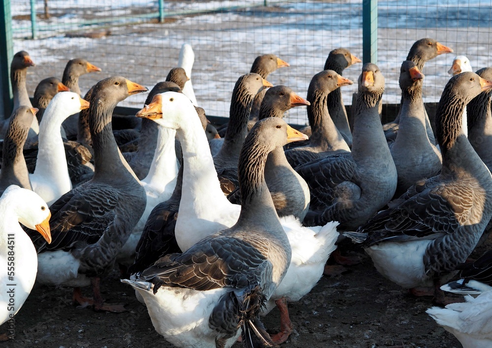 Obraz premium A flock of domestic geese in the farmyard in winter. Raising domestic geese.
