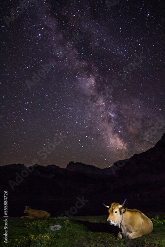 Cow lying overnight in Lake Ercina under the milky way in the Picos de Europa National Park, Asturias. photo