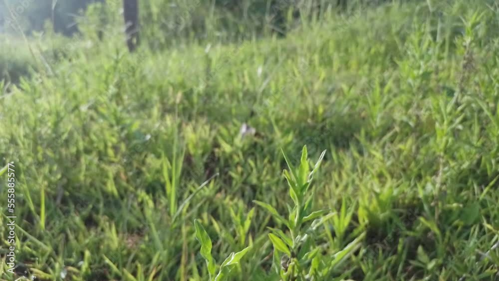 grass in the field in the morning grass in the field in the morning