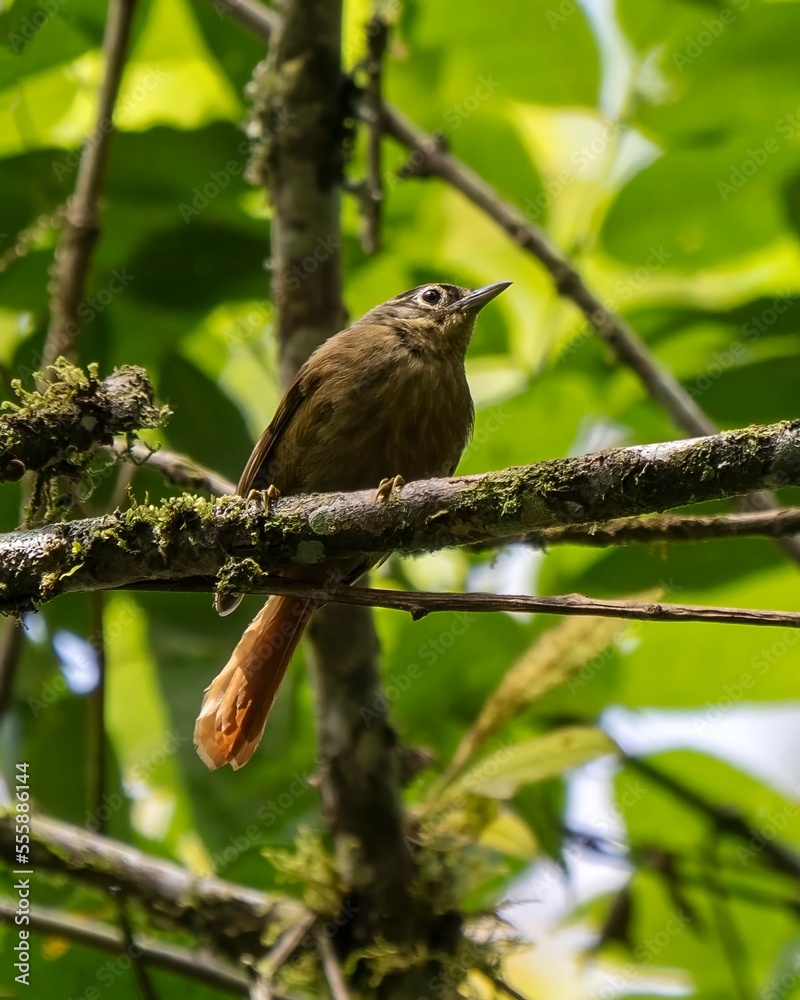 Montane foliage-gleaner (Anabacerthia striaticollis) in Colombia Montane foliage-gleaner (Anabacerthia striaticollis) in Colombia