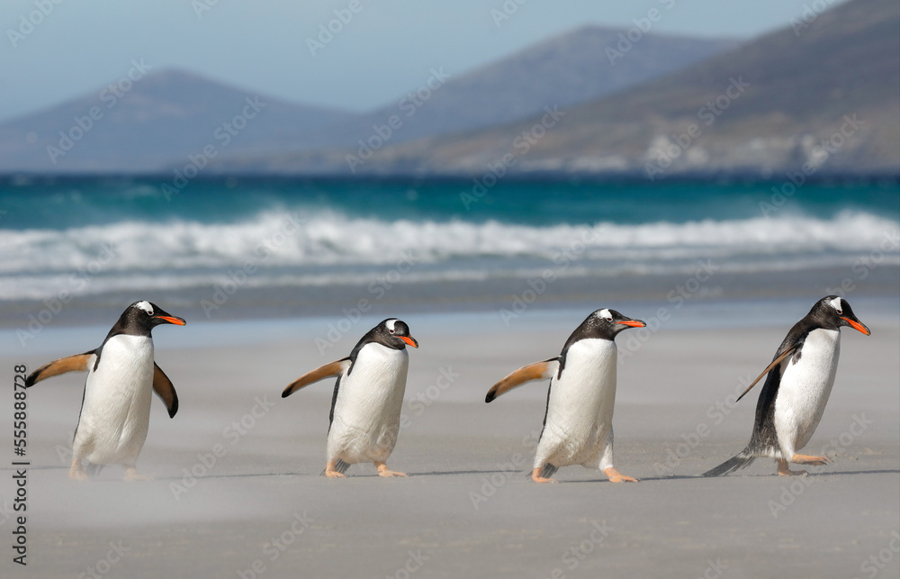 A group of four gentoo penguins walking on a sandy beach. Falkdlands, Antarctica.