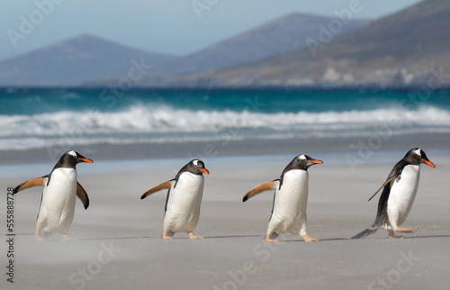 A group of four gentoo penguins walking on a sandy beach. Falkdlands  Antarctica.