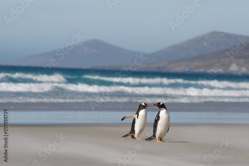 A couple of gentoo penguins walking on a sandy beach. Falkdlands  Antarctica.
