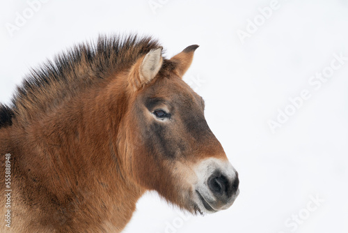 Przewalski s Horse in the winter with snow. Isolated head of wild horse. Space for text