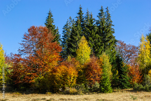 coniferous forest. mountains in the Carpathians, Ukraine