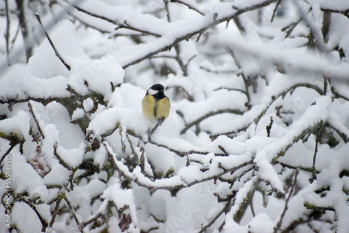 Tit Sits on a branch covered with snow. winter