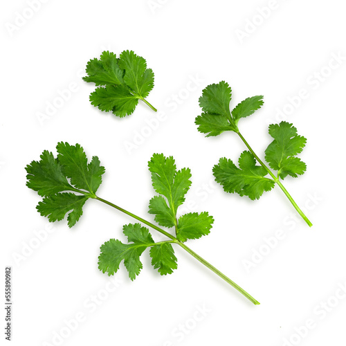 Flat lay of fresh coriander leaves isolated on white background. BIO vegetables.