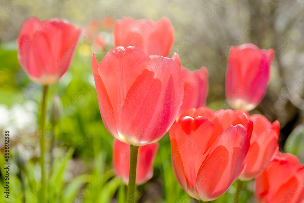 Sunlight shining through garden tulips.