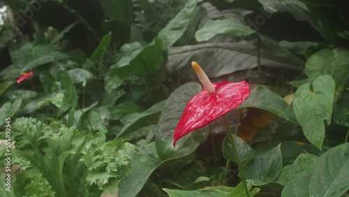 Anthurium red flower with large pistil. Winter greenhouse under a glass dome. Ficuses and palms are grown in a greenhouse in a hostile climate photo