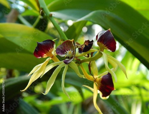 Close Up of Orchid Prosthechea Cochleata weird flowers photo