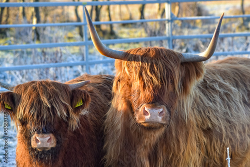 Den Helder, Netherlands. December 2022. Highland cattle in a winter landscape.