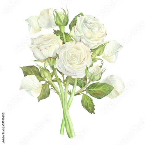 Bouquet of white roses. Watercolor illustration.Isolated on a white background.For design of sticker, greeting card, stationery, cosmetics, wedding invitation, packaging of cosmetics, perfume,candles