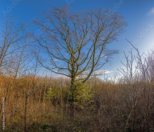 Image of a free standing tree without leaves in winter
