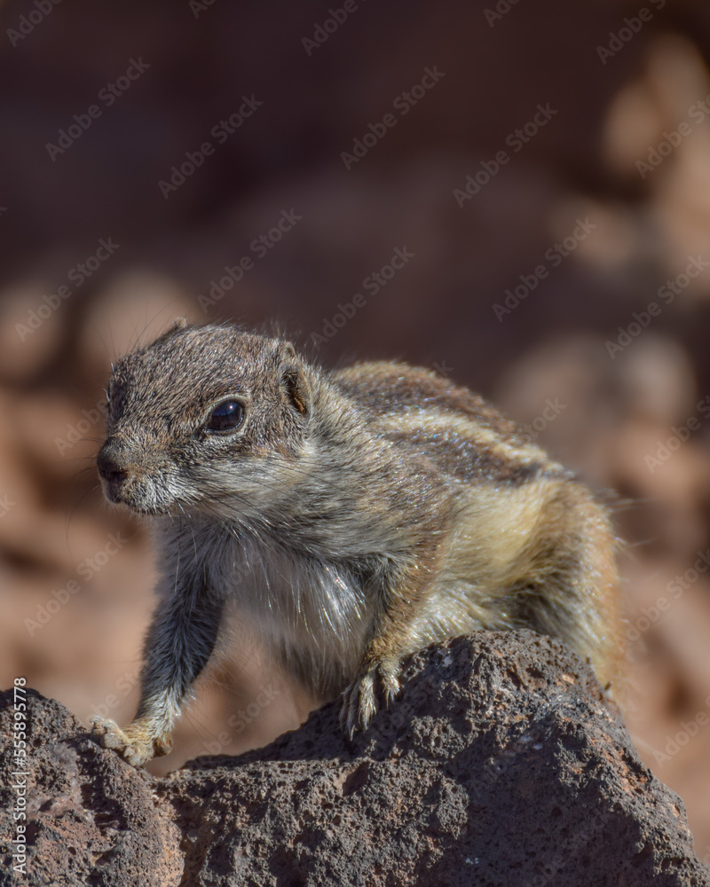 Mountain ground squirrel on the rocks in Fuerteventura, Canary islands, Spain Mountain ground squirrel on the rocks in Fuerteventura, Canary islands, Spain