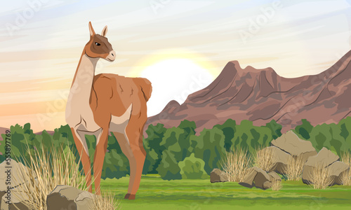 Lama guanaco stands in valley nearmountains. Lama guanicoe. Wild animals of South America. Realistic vector landscape