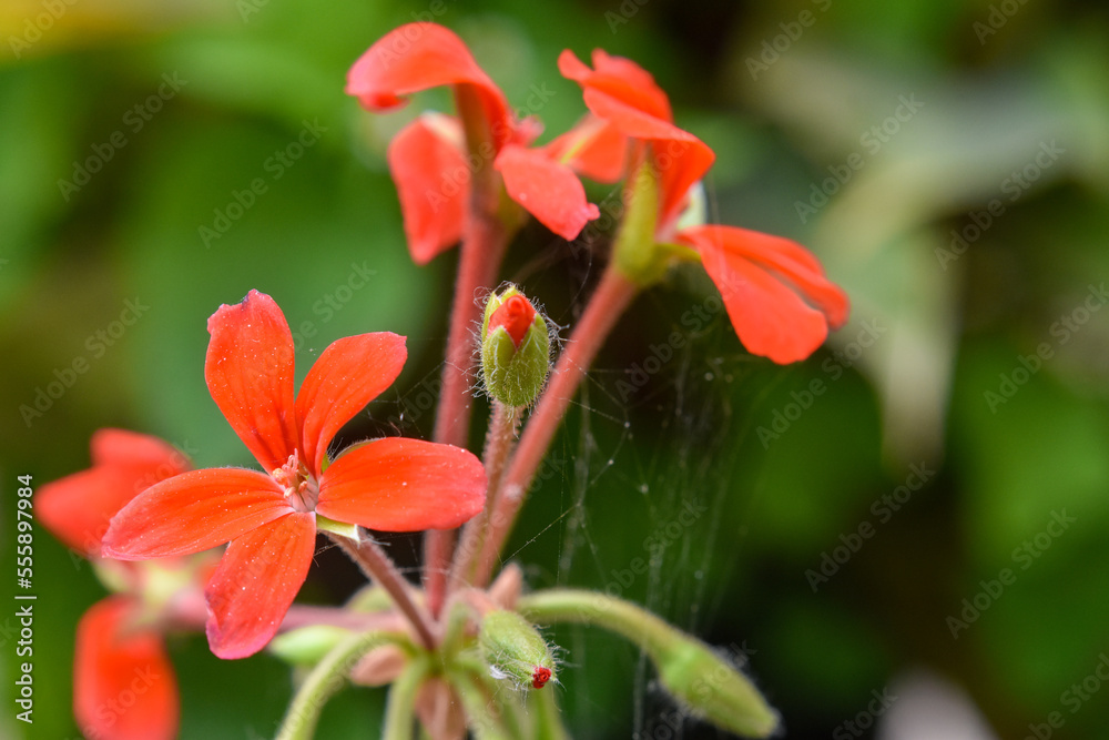Closeup view of perfect scarlet geranium Closeup view of perfect scarlet geranium