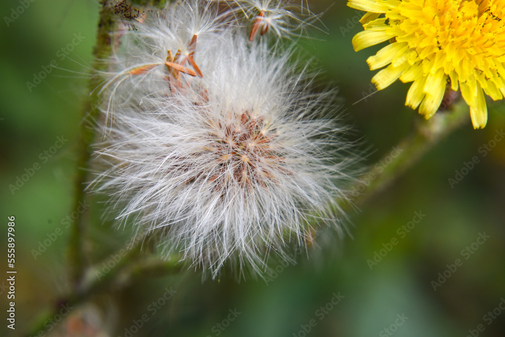 Closeup view of Ripe fruits of Common dandelion, It is the familiar weed of lawns and roadsides. Closeup view of Ripe fruits of Common dandelion, It is the familiar weed of lawns and roadsides.