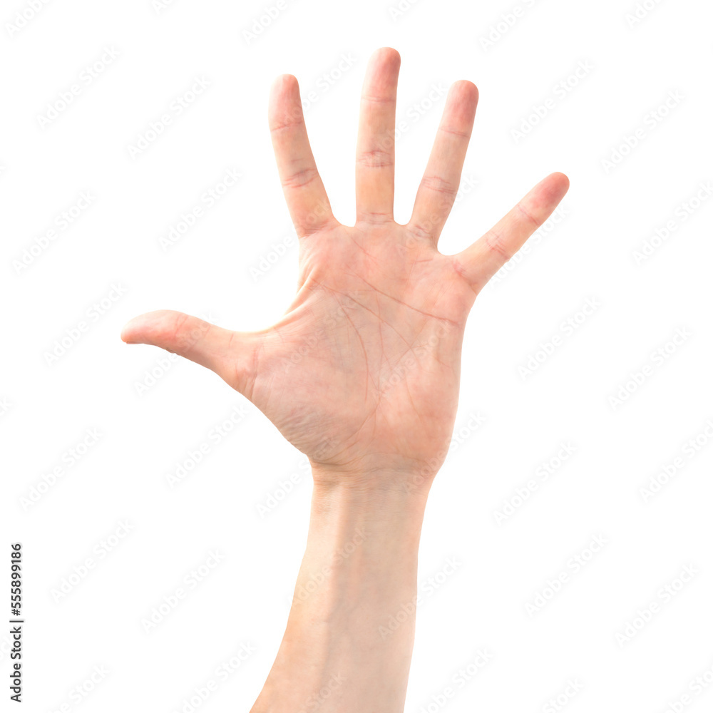 Open hand palm in PNG isolated on transparent background Open hand palm in PNG isolated on transparent background