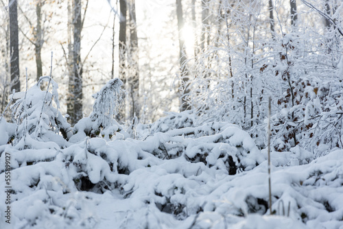 Winterliche Schneelandschaft in einem Wald © Dominic Wunderlich