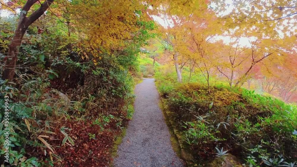 walking among autumn colors on hiking trail toward in Japan. walking among autumn colors on hiking trail toward in Japan.