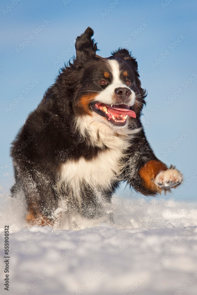 bernese mountain dog running through snow in front of blue sky in winter