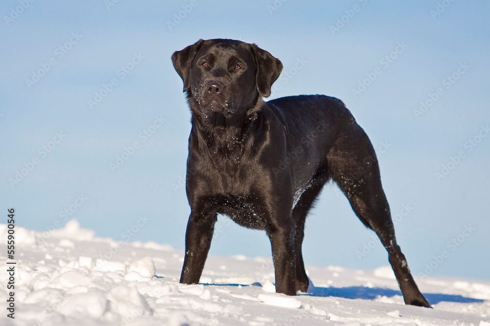 black labrador retriever standing in snow in winter black labrador retriever standing in snow in winter