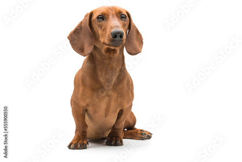 cute Dachshund Dog isolated over white background.